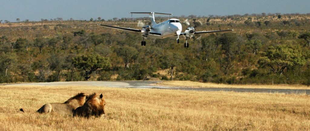 Golf Cruise South Africa small airplane landing on airstrip at Ulusaba game reserve pair of lions in foreground.