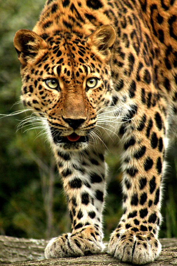 Leopard staring into camera image GolfAhoy Safrica Sun Tours travel advisors create bespoke five-star Southern Africa golf, winery, and safari tours.