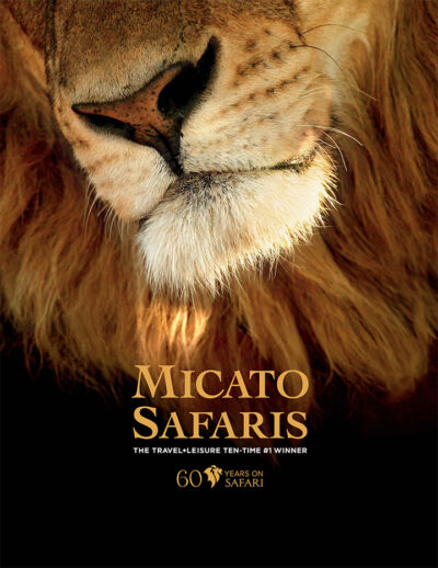 Cover of Micato Safaris print brochure showing image of male lion face.